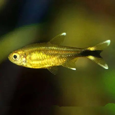 Silver Tip Tetra 2-3cm Micro Aquatic Shop
