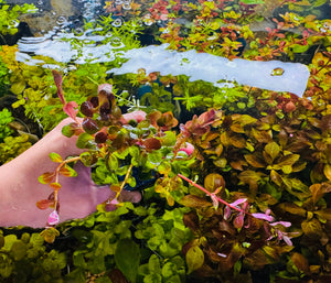 Buy 3 Get 1 Free Aquarium Plants Bundle Micro Aquatic Shop