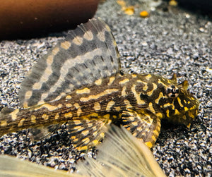 L001 Gold Spotted Plecotomus Micro Aquatic Shop