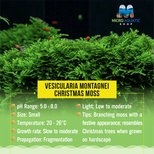 Vesicularia Montagnei - Christmas Moss Micro Aquatic Shop