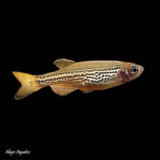 Leopard Danio - Leopard 3cm Micro Aquatic Shop