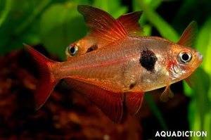 Red Phantom Tetra 3cm Show Micro Aquatic Shop
