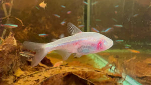 Tetra- Mexican Blind Cave Tetra 4cm Show Micro Aquatic Shop
