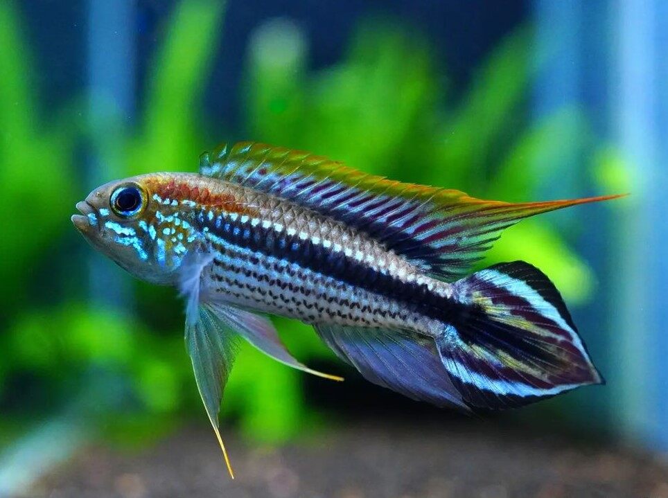 Dwarf Cichlid - Apistogramma Agassiz Tefe Red Back *RARE* Micro Aquatic Shop