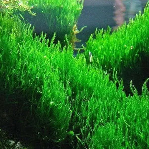 Flame Moss Taxiphyllum Micro Aquatic Shop