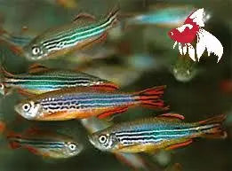 Danio- Red Fin 3cm Micro Aquatic Shop