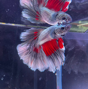 Betta Male - Dark Knight D4 Micro Aquatic Shop