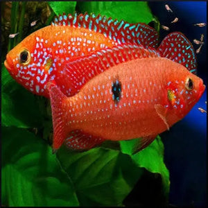 African Cichlid – Red Forrest Jewel 4cm Micro Aquatic Shop