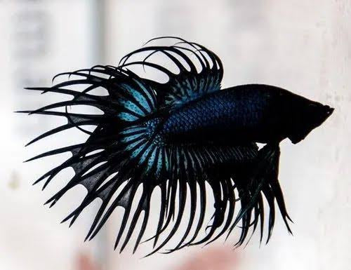 Black Orchid Crown Betta
