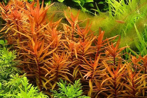 Ammania Gracilis - Red Pink Ammania Micro Aquatic Shop