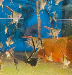 Angel Fish - Amanpa Redback Juvies 3cm Cutie Micro Aquatic Shop