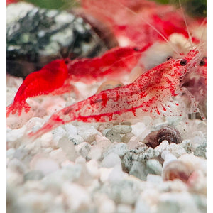 Cherry Shrimp - Red Rilli 1cm Micro Aquatic Shop