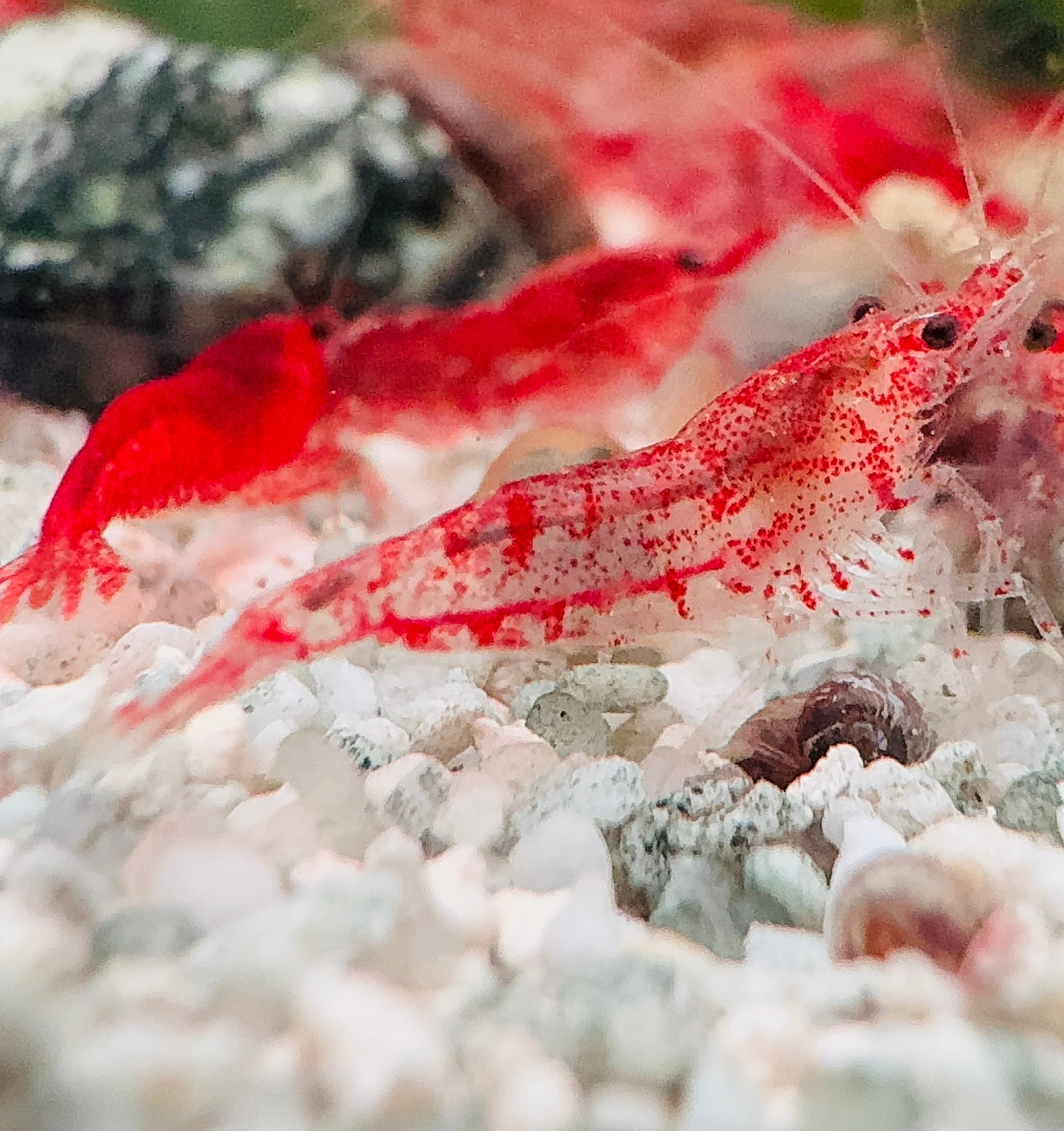 Cherry Shrimp - Red Rilli 1cm Micro Aquatic Shop