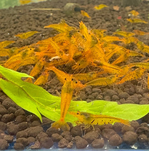 Tiger Shrimp -Tangerine Micro Aquatic Shop