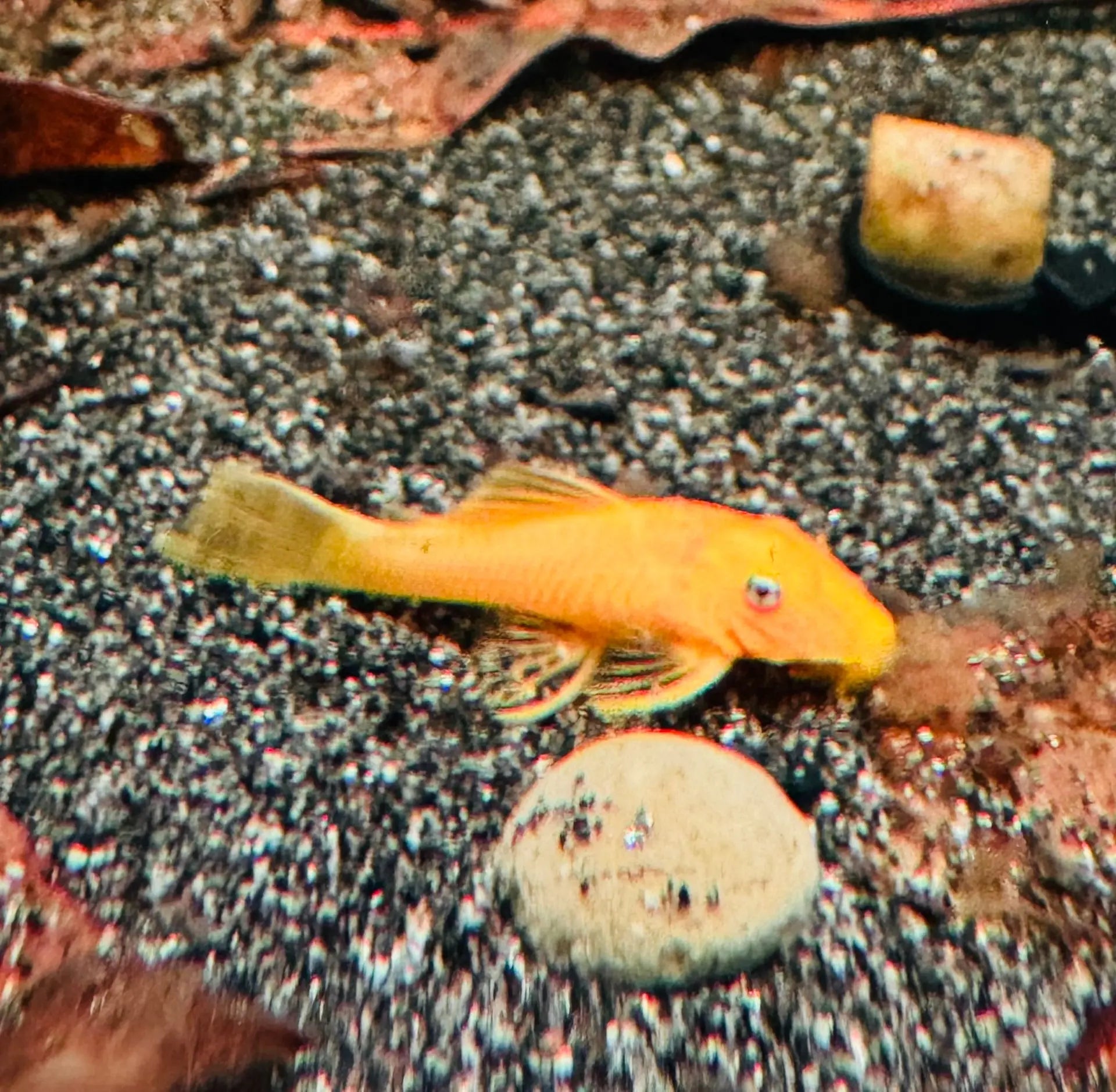 L144 Blue Eye Lemon Bristlenose Pleco - Rare Micro Aquatic Shop