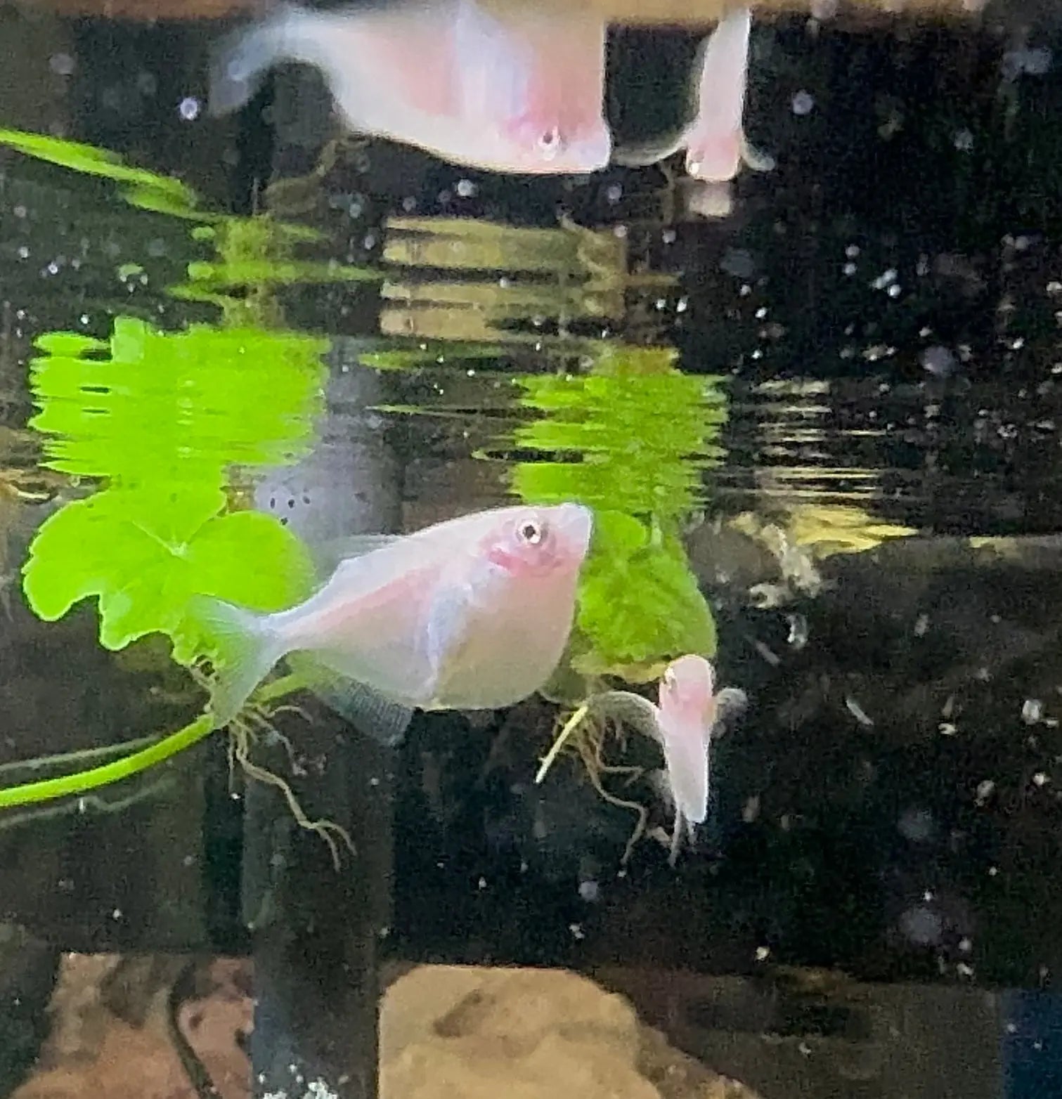 Exotic Hatchet Fish - Golden 3cm Micro Aquatic Shop