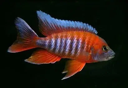 Jacob Eureka Red Firebird Peacock Cichlid 5cm Micro Aquatic Shop