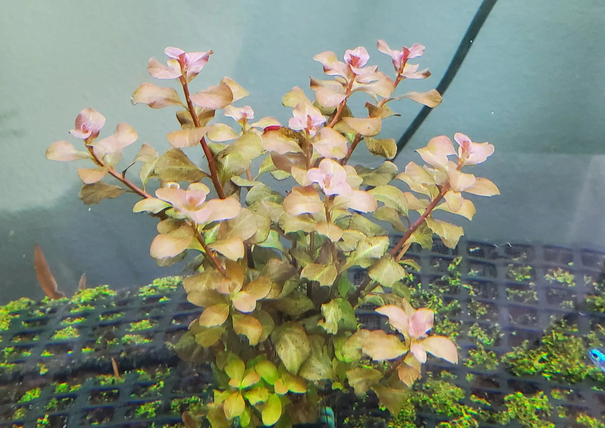 Ludwigia Ovalis - Oval Ludwigia Micro Aquatic Shop