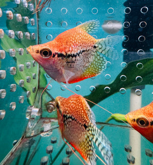 Gourami - Short Body Golden Pearl 4cm Micro Aquatic Shop