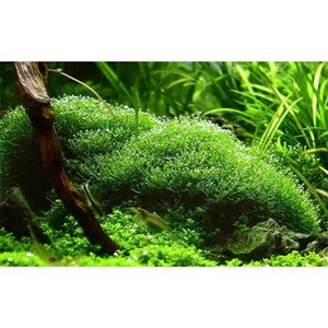 Tissue Culture- Riccia Crystalwort Micro Aquatic Shop