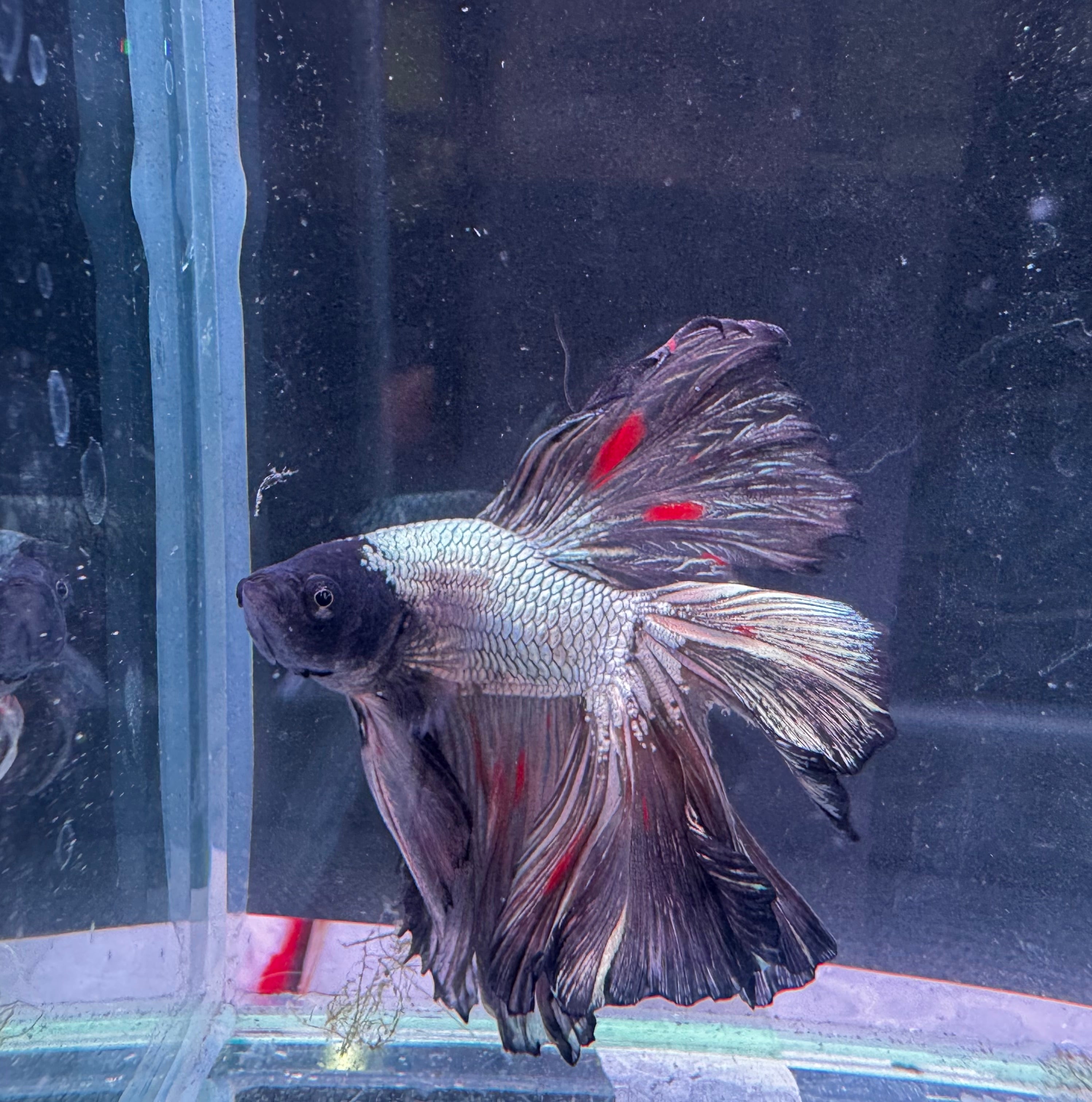Betta Male - Dark Knight D5