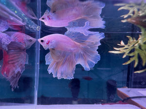 Betta Male - A Grade Half Moon Fairy Tales F1 Micro Aquatic Shop