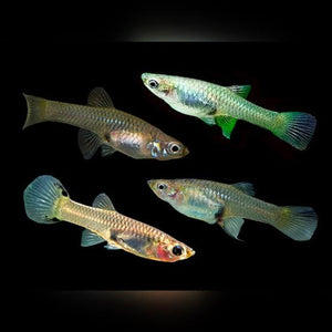 Mix Color Endler Pair Micro Aquatic Shop