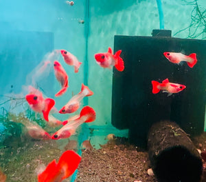 Guppy - Glass Belly Mini Koi Micro Aquatic Shop