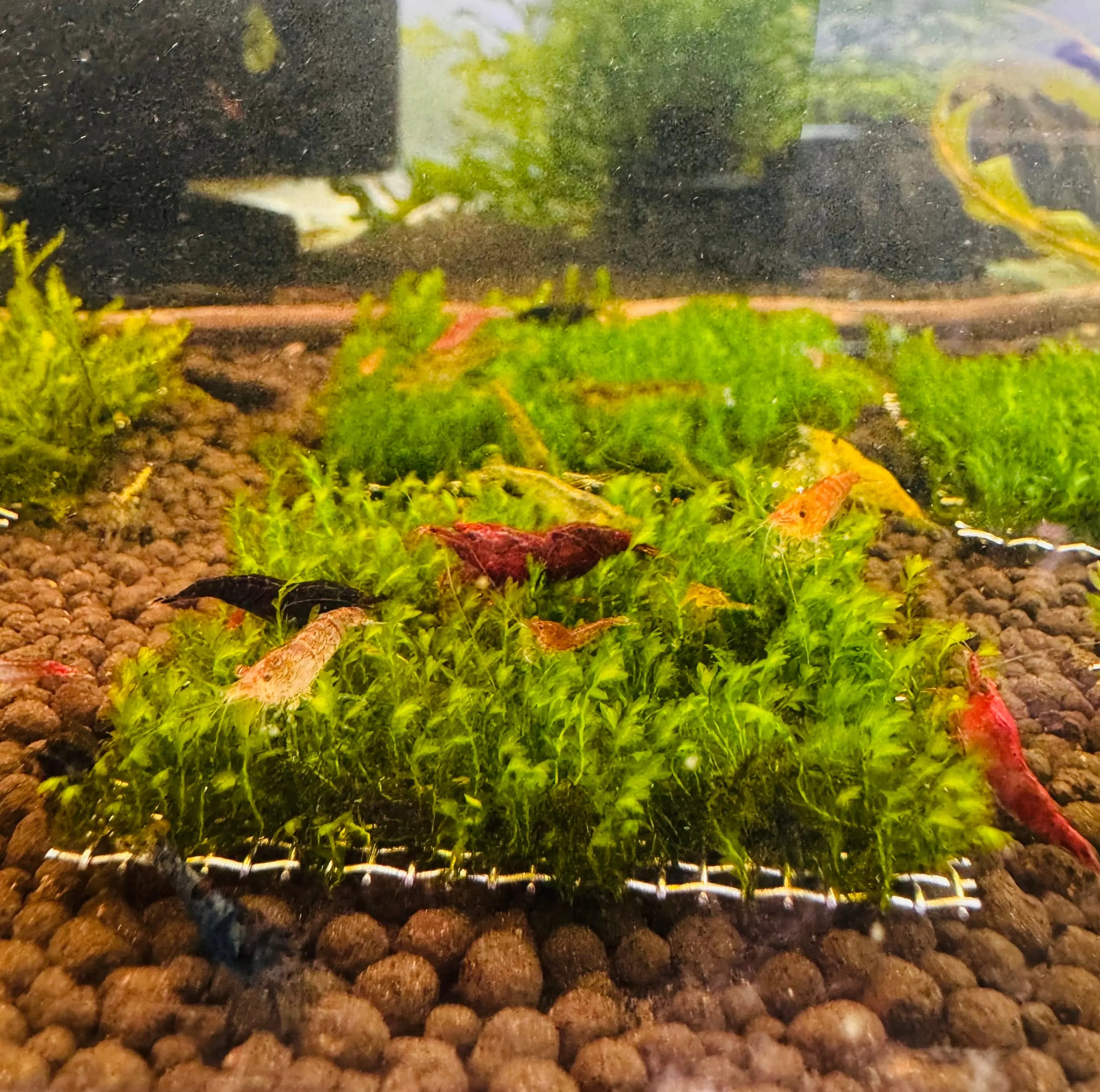 Moss- Native Fissidens Micro Aquatic Shop