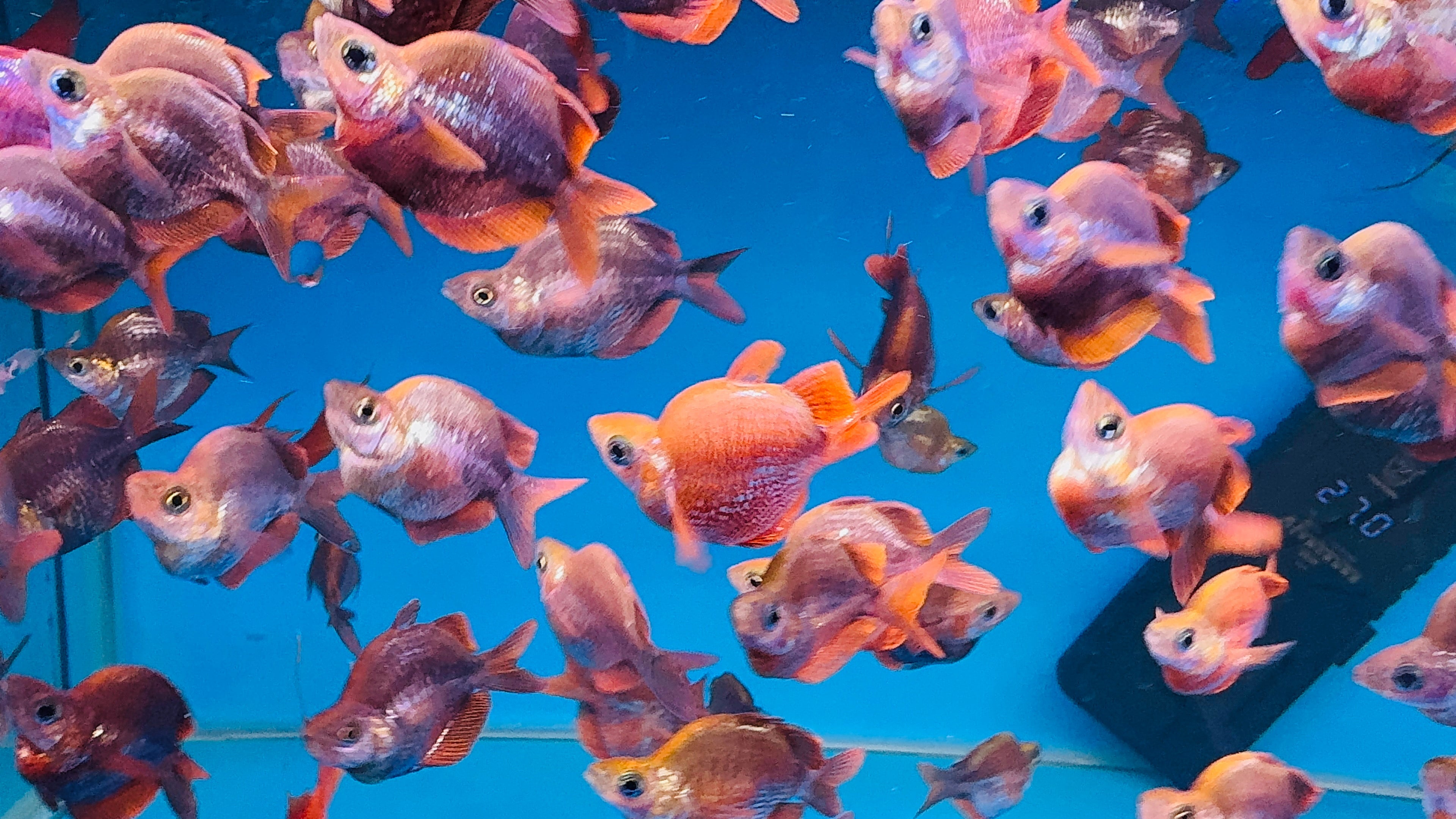 Red Salmon Rainbowfish 6cm Micro Aquatic Shop