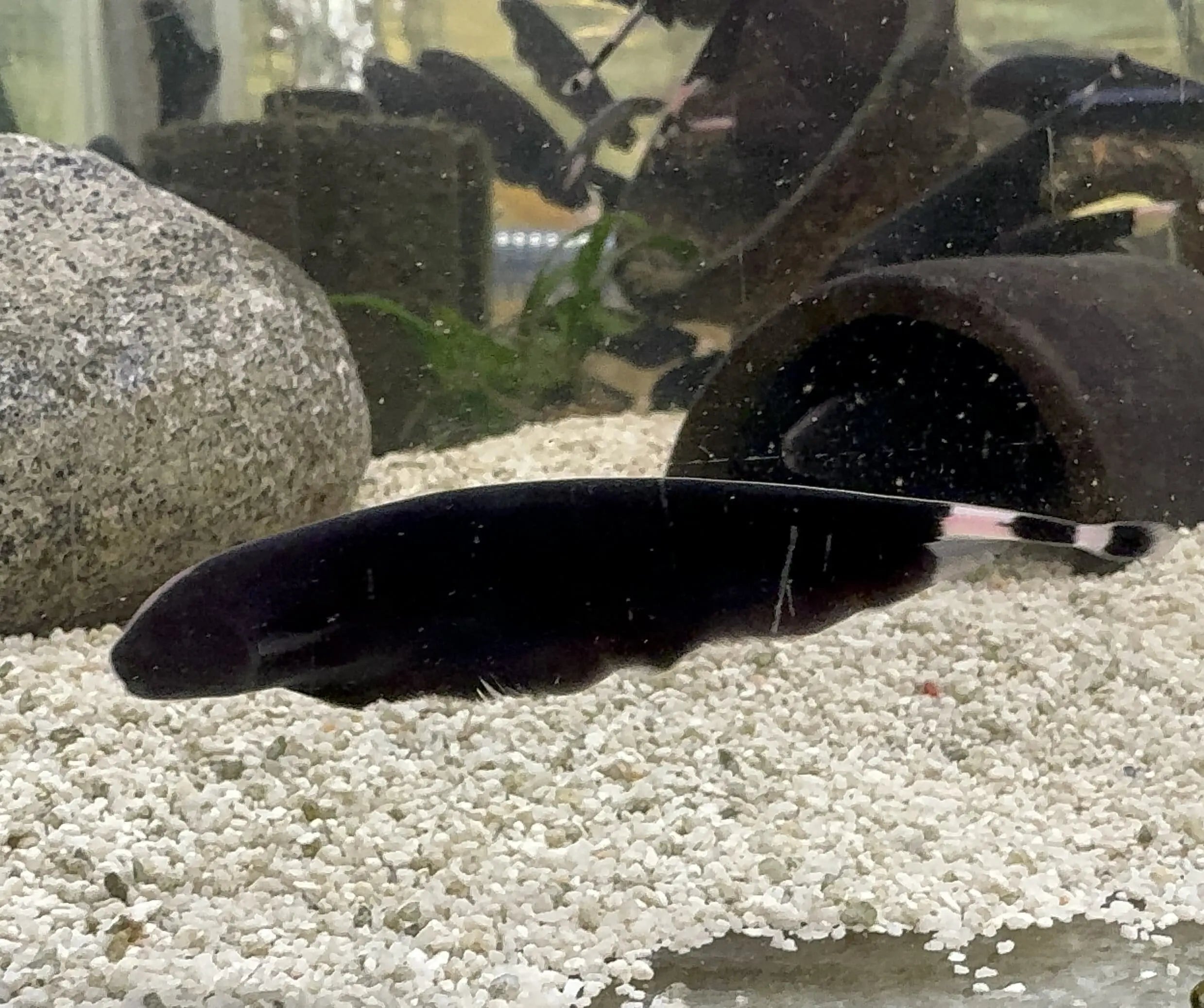 Ghost Knife 6cm Micro Aquatic Shop