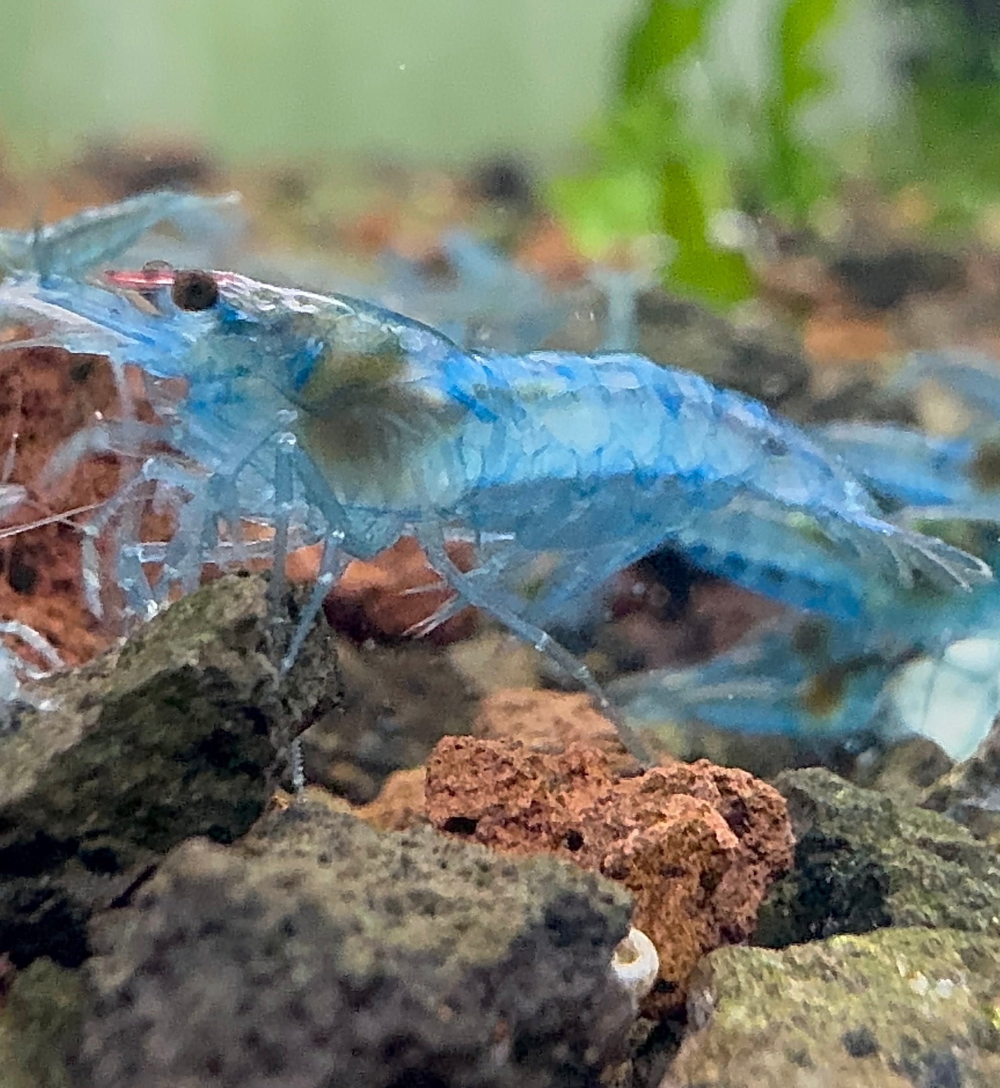 Cherry Shrimp - Blue Jelly 1cm Micro Aquatic Shop