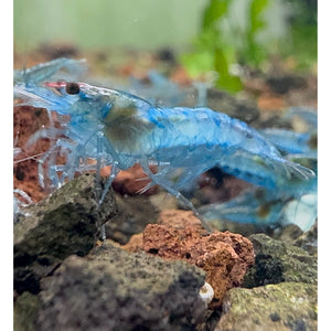 Cherry Shrimp - Blue Jelly 1cm Micro Aquatic Shop