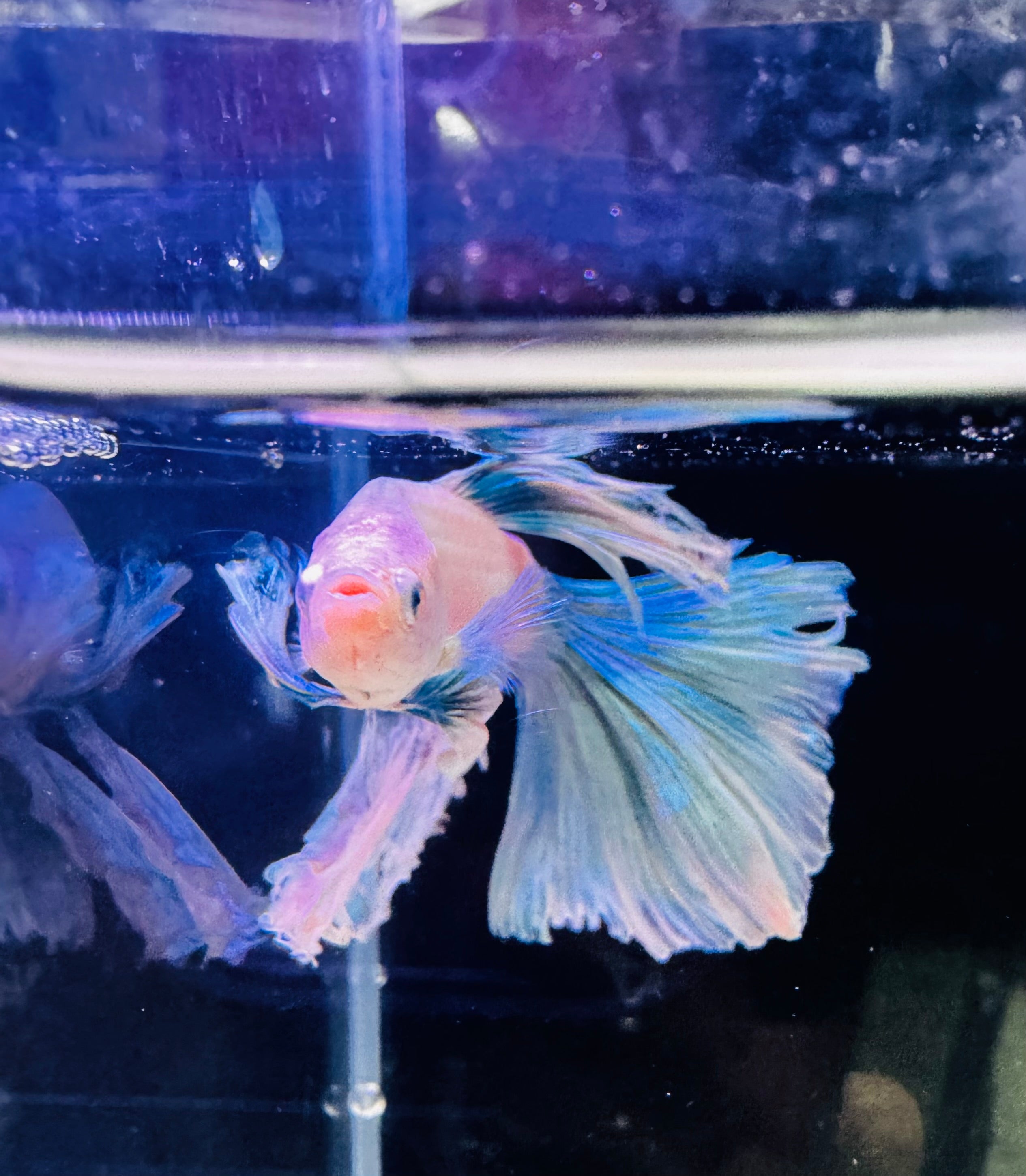 Blue Fairy Super Delta Male Beta