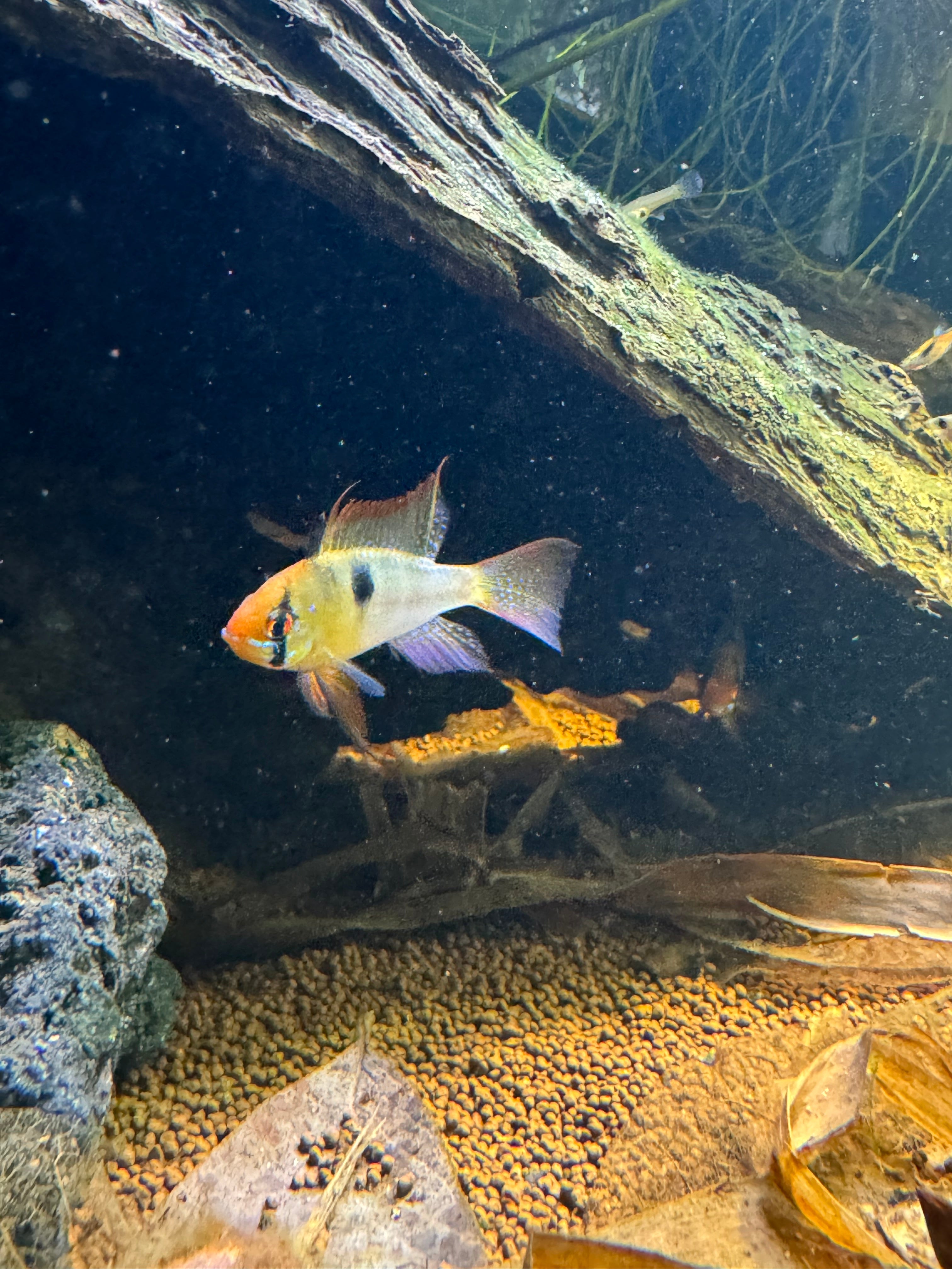 Dwarf Cichlid - German Blue Ram (Mikrogeophagus Ramirezi) 5cm Micro Aquatic Shop