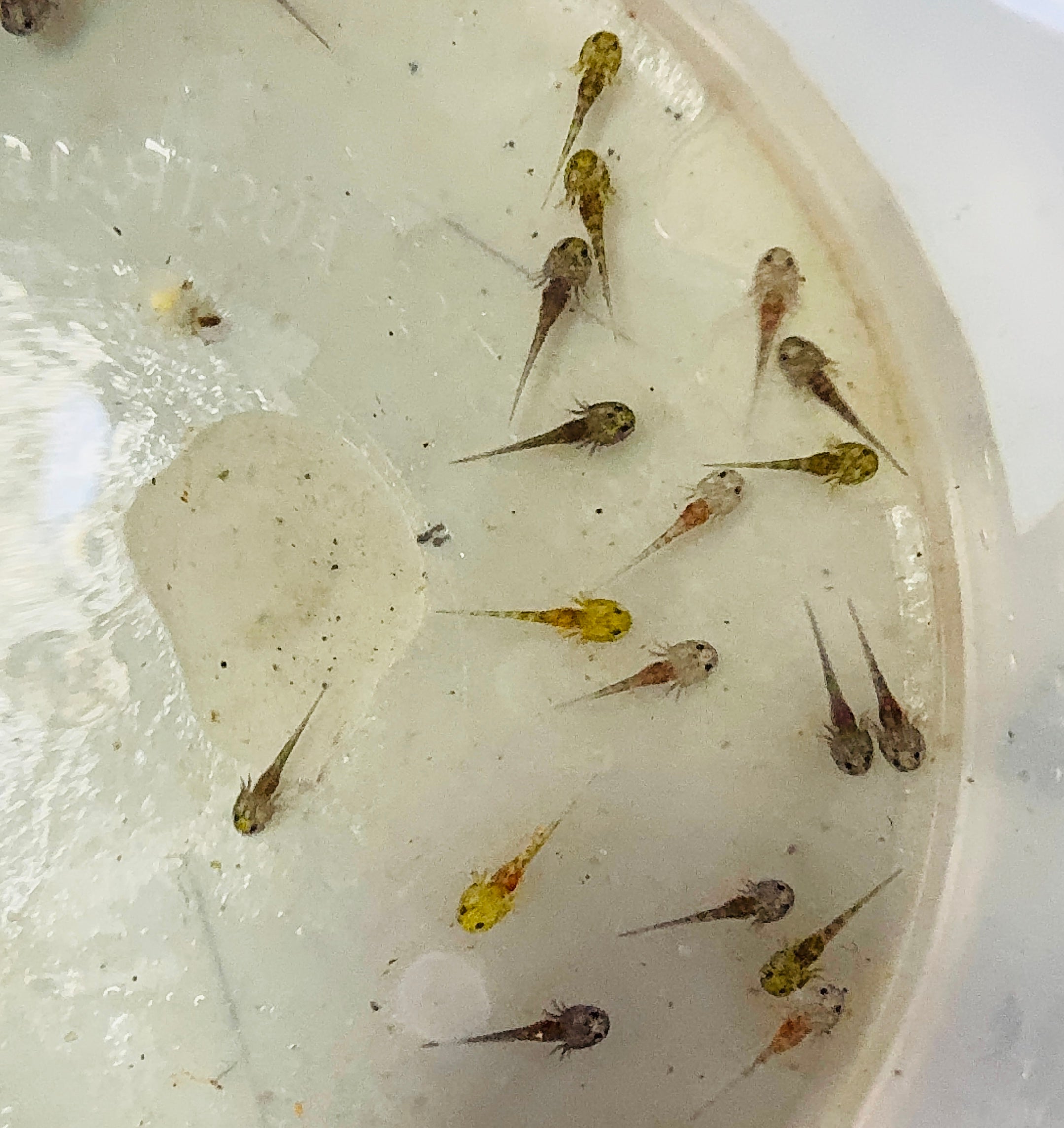 15 Baby Axolotls (2 -3 Weeks Old) – Starter Pack