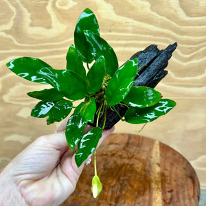 Assorted Anubias on Mini Driftwood Micro Aquatic Shop