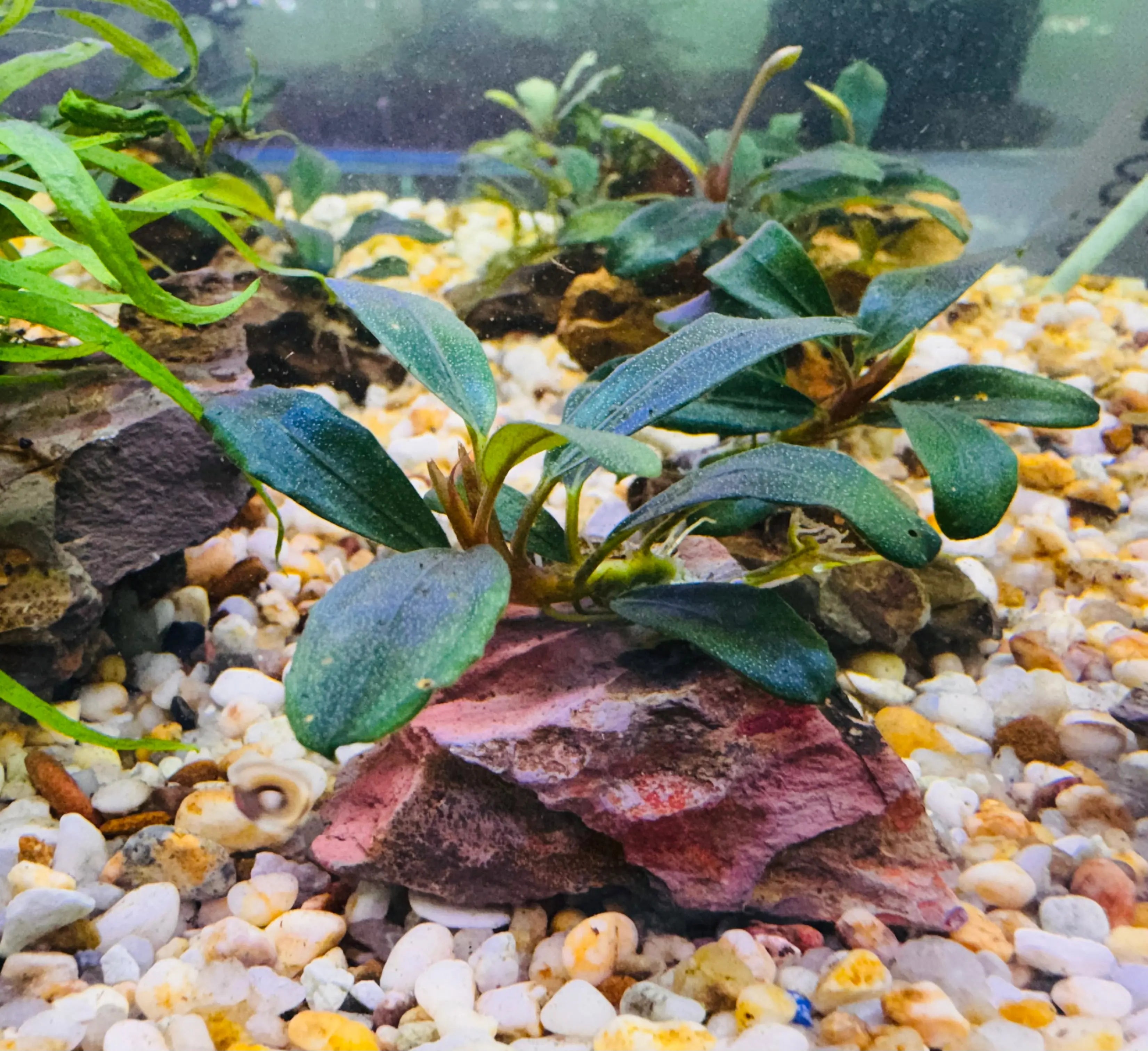 Bucephalandra On the Rock