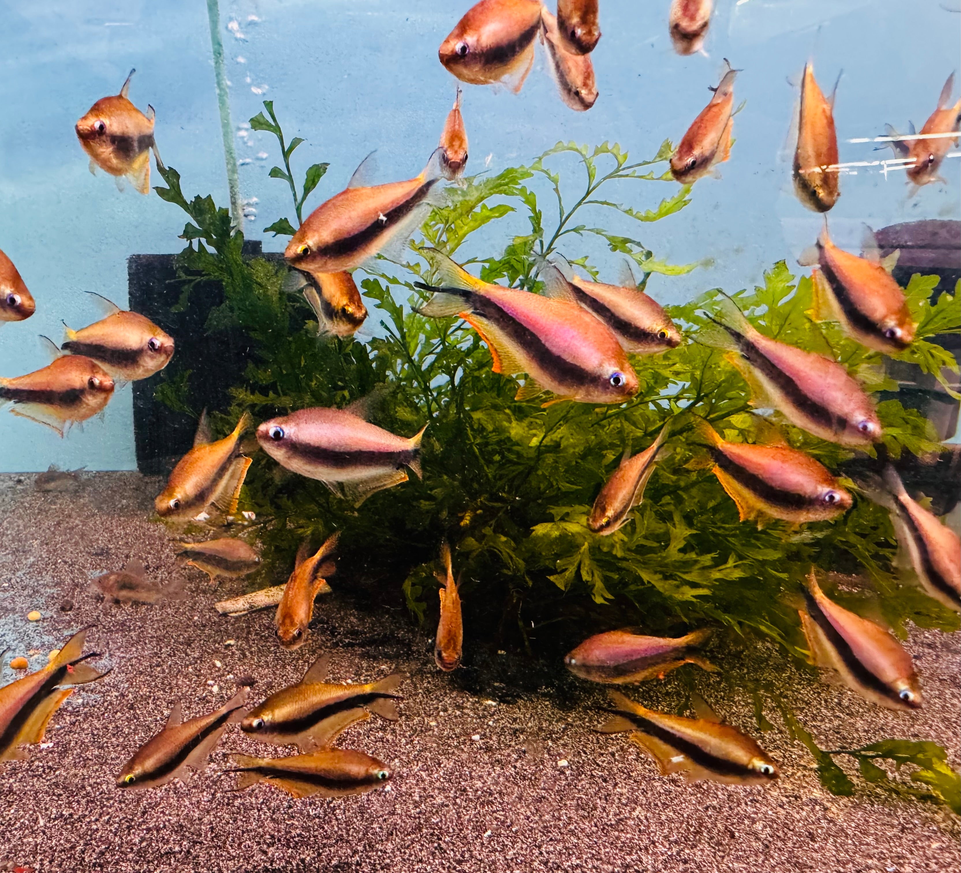 Emperor Tetra - Nematobrycon palmeri 3.5cm Micro Aquatic Shop