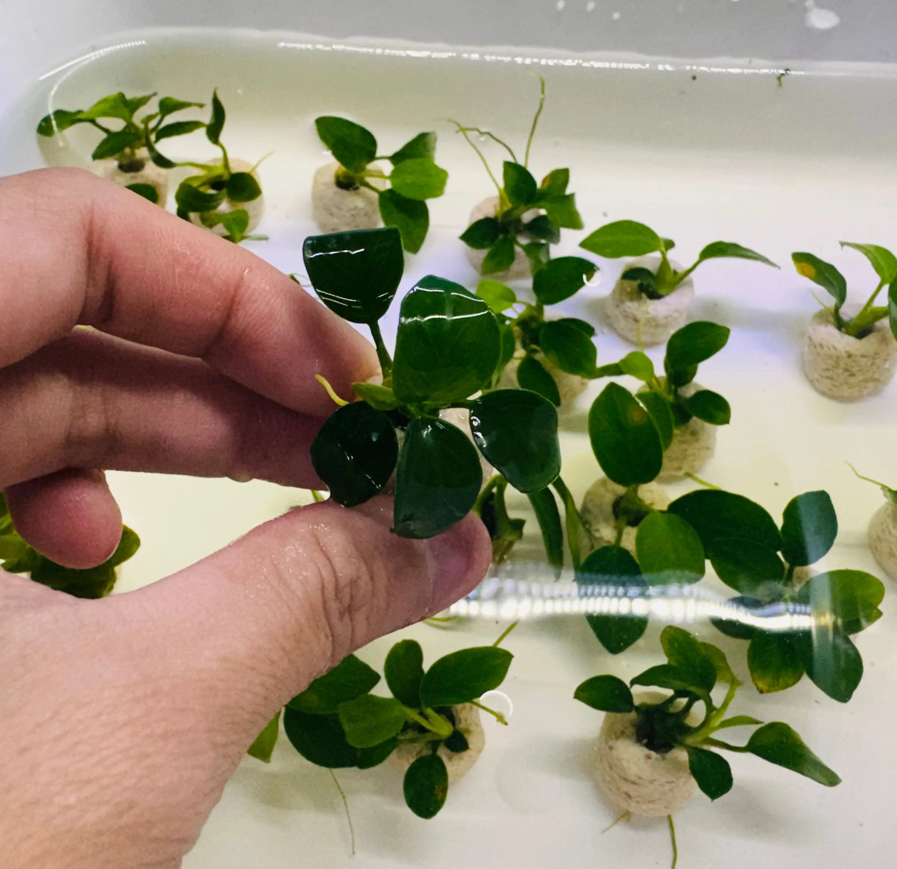 Anubias barteri var. nana 'petite' Micro Aquatic Shop