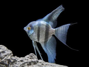 Angel Fish - Blue Pinoy Micro Aquatic Shop