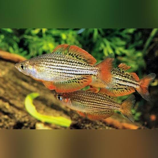 SKULL CREEK RAINBOW - MELANOTAENIA MACCULLOCHI 3-5 cm