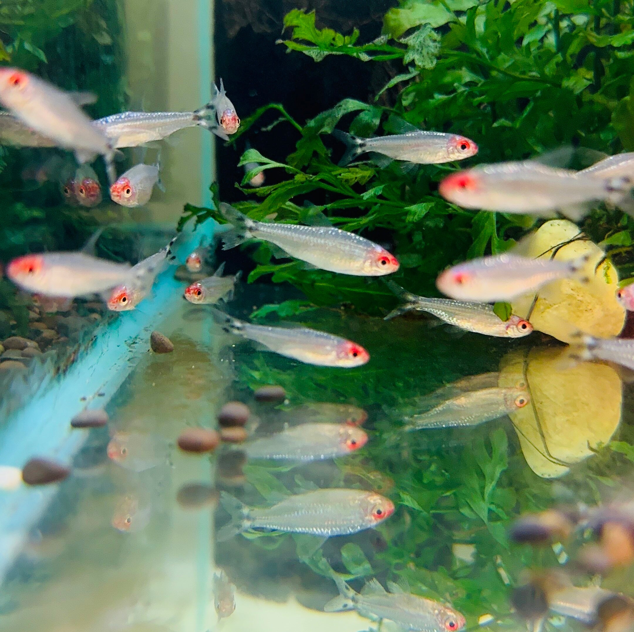 Platinum Diamond Rummy Nose Tetra 5cm Show