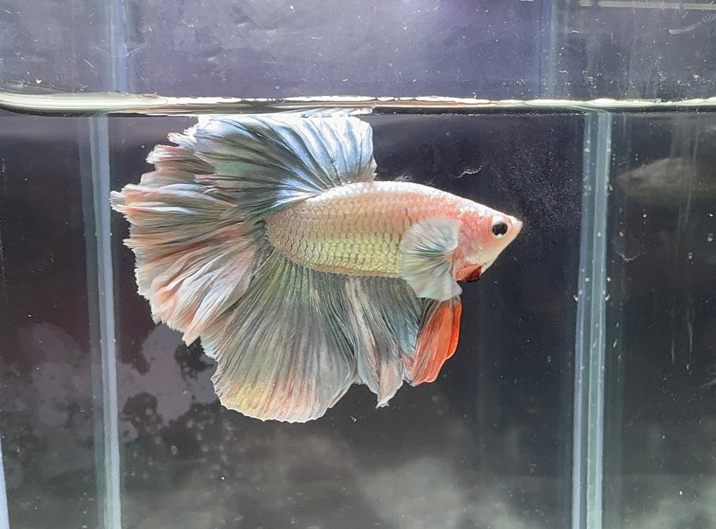 Betta Male - Dark Knight D5