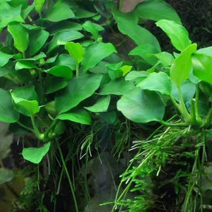 Assorted - Anubias Micro Aquatic Shop