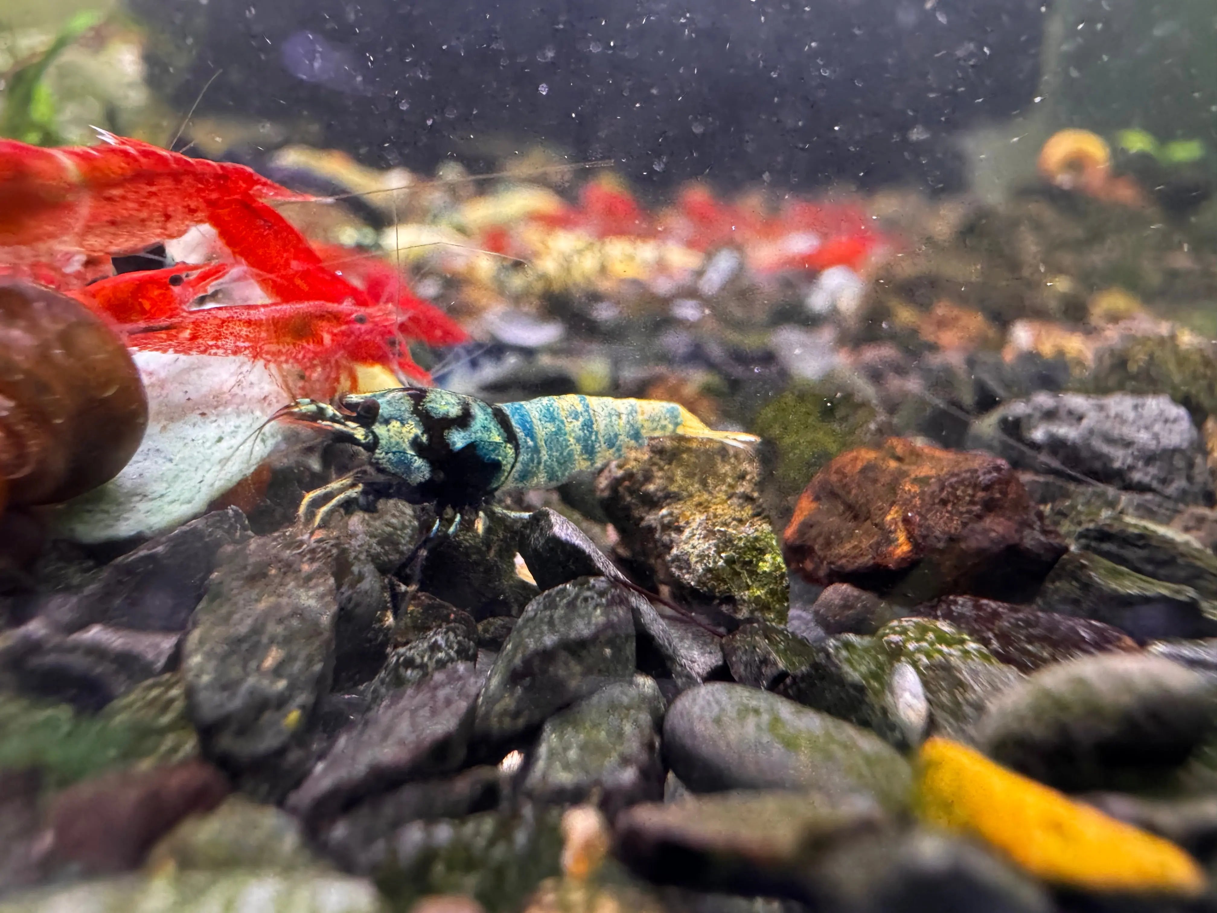 Mix Caridina Shrimp - Random Color 2-3cm Show Micro Aquatic Shop