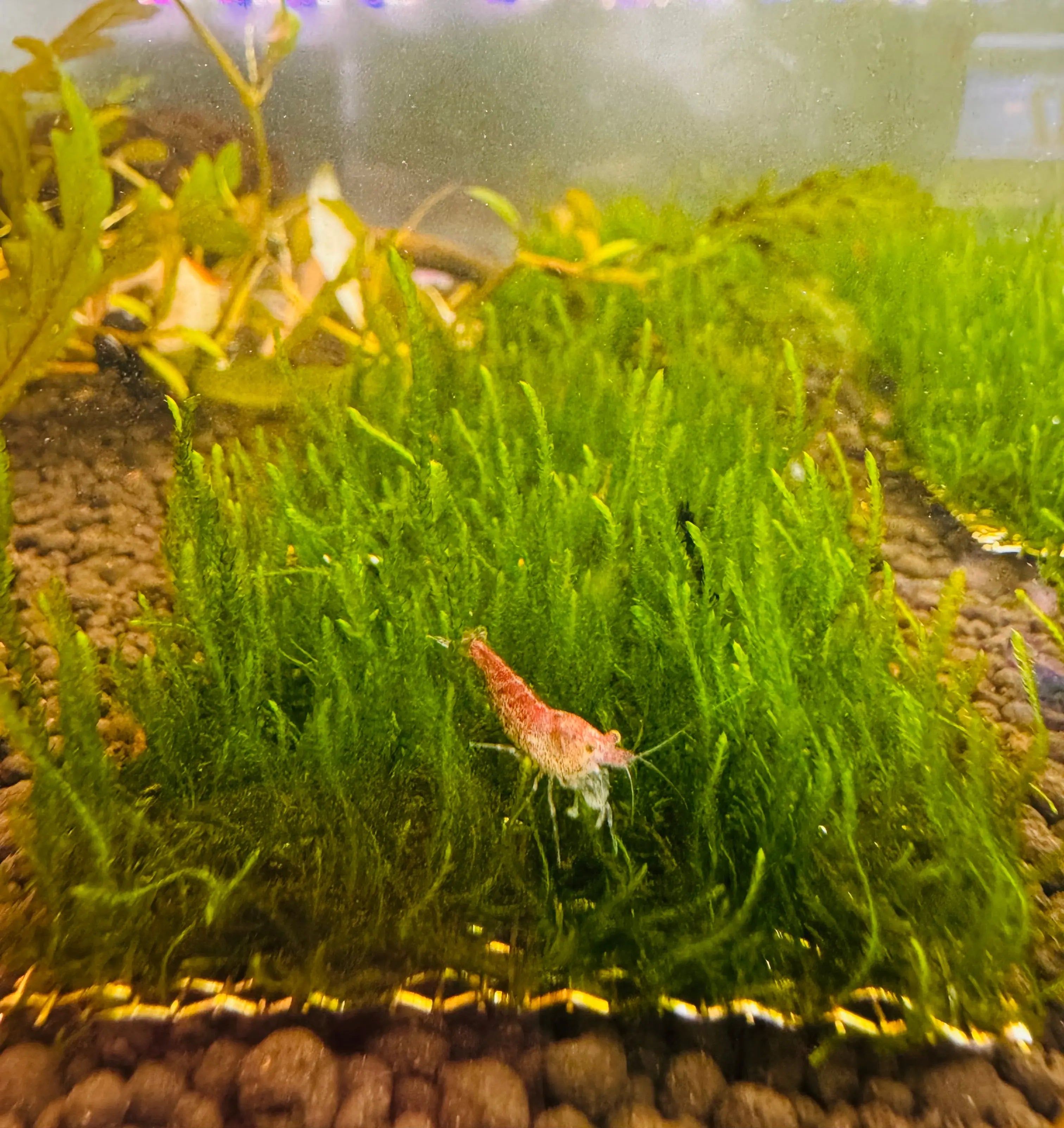 Flame Moss Taxiphyllum Micro Aquatic Shop