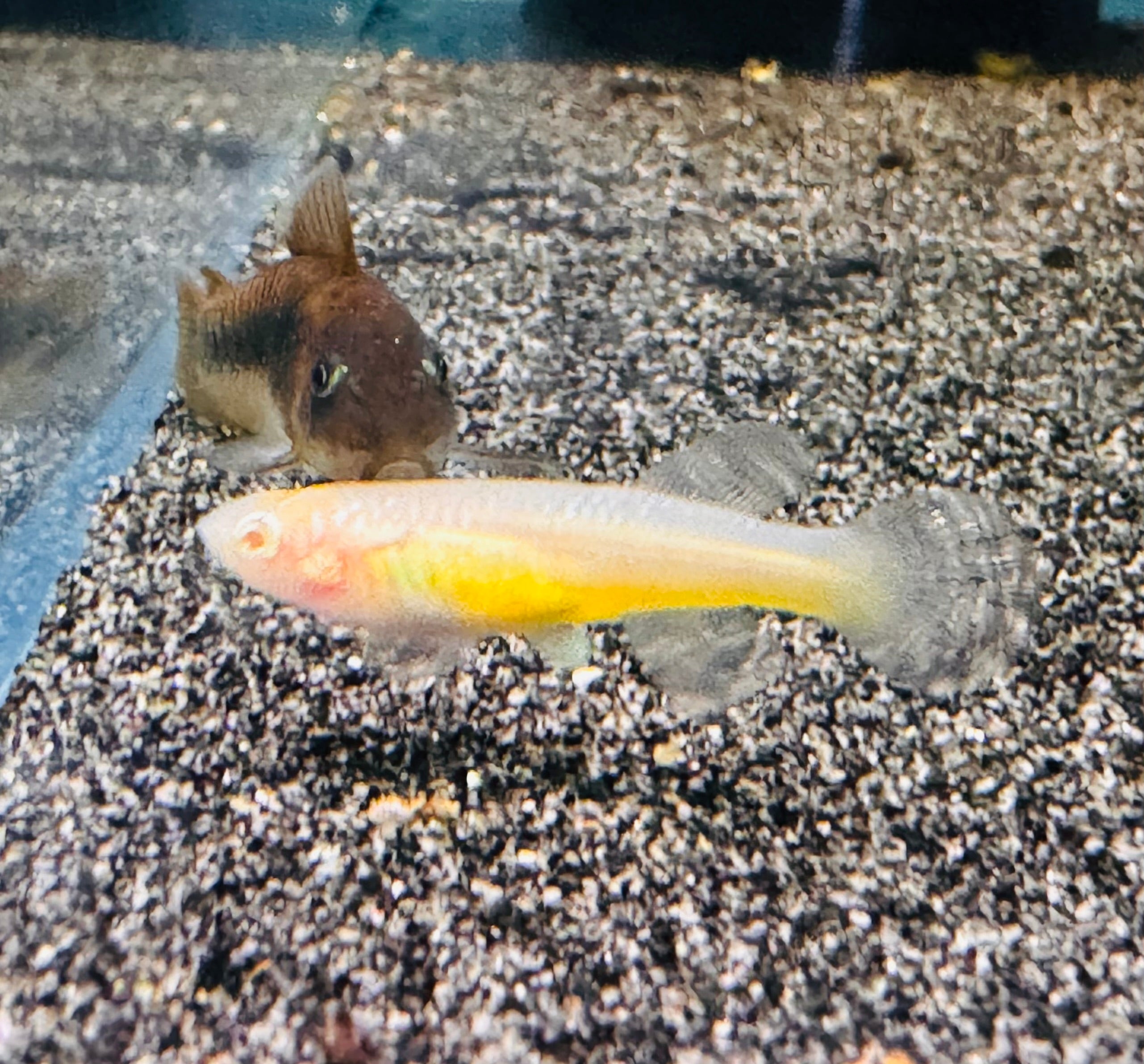 Rare Killifish - APHYOSEMION GARDNERI ALBINO 4cm