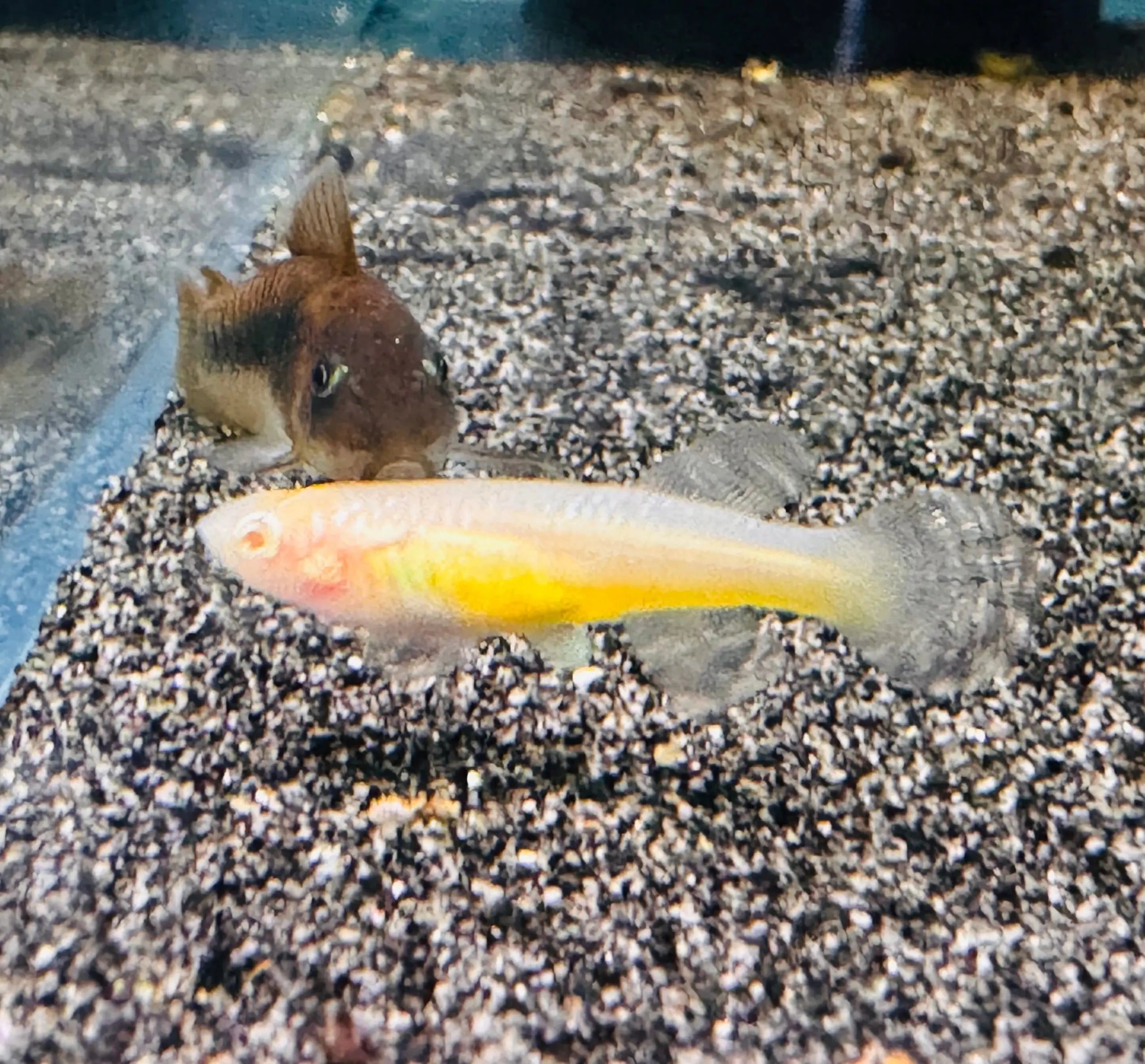 Rare Killifish - APHYOSEMION GARDNERI ALBINO 4cm Micro Aquatic Shop