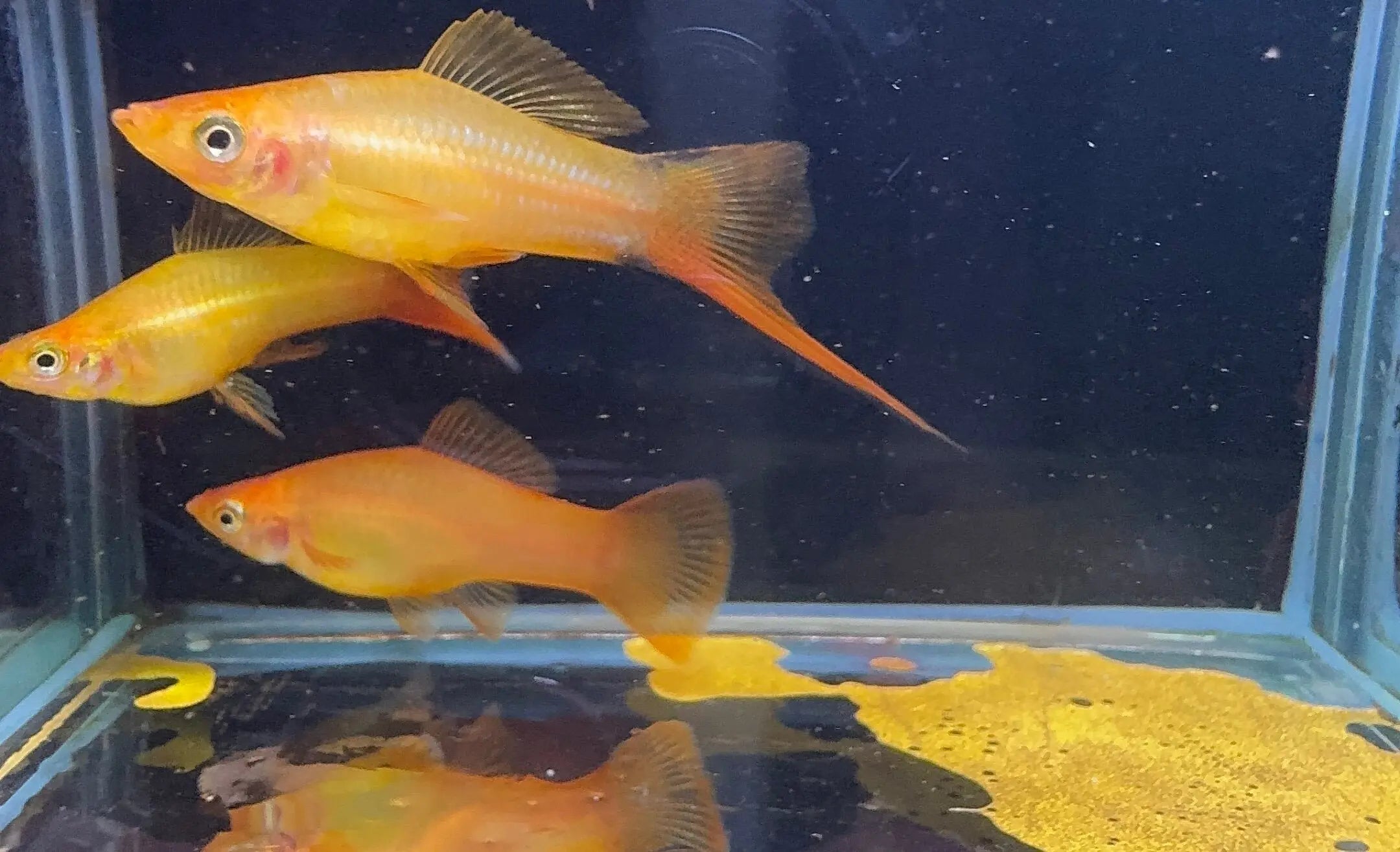 Swordtail - Gold Neon (Xiphophorous hellerii) Micro Aquatic Shop